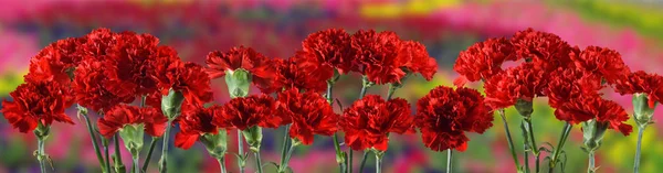 Bild von vielen schönen Blumen in einem Garten Nahaufnahme — Stockfoto