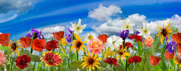 Kép a sok szép virág kerti Vértes — Stock Fotó