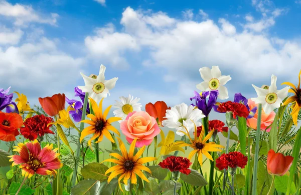 Imagen de muchas flores hermosas en un primer plano del jardín — Foto de Stock