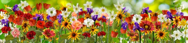 Bilden av många vackra blommor i en trädgård närbild — Stockfoto