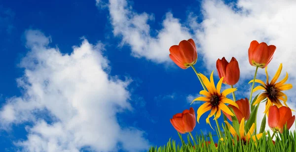 Flowers on the sky background Royalty Free Stock Images
