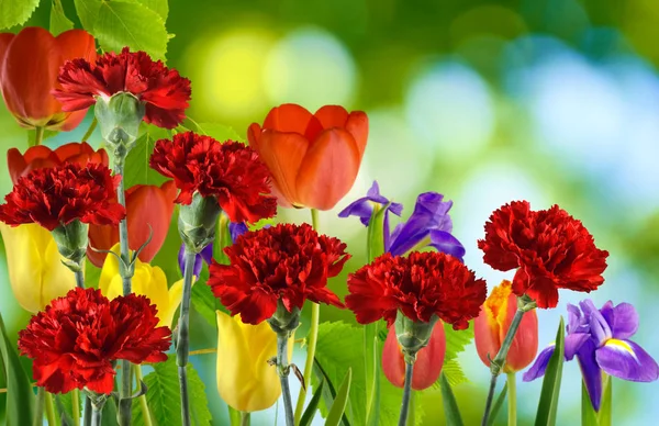 Imagen de muchas flores hermosas en un primer plano del jardín —  Fotos de Stock