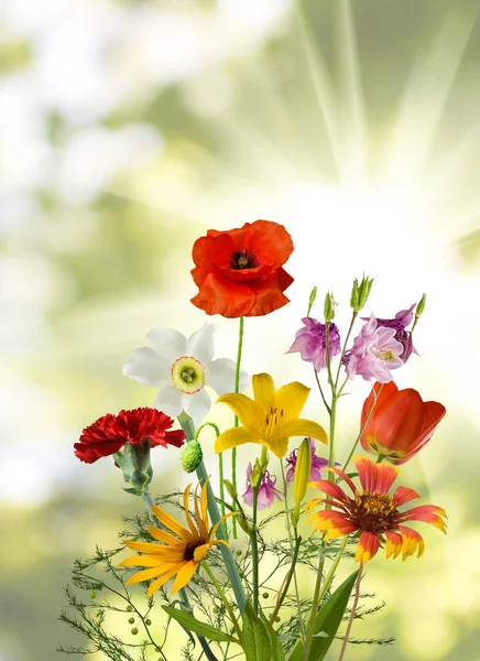 Bild von vielen schönen Blumen in einem Garten Nahaufnahme — Stockfoto