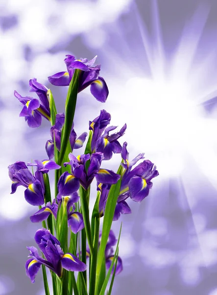 Krásná kytice květin close-up — Stock fotografie