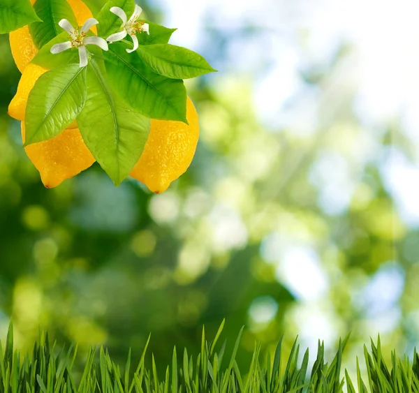 Zweig mit Zitrone im Garten auf unscharfem grünen Hintergrund — Stockfoto