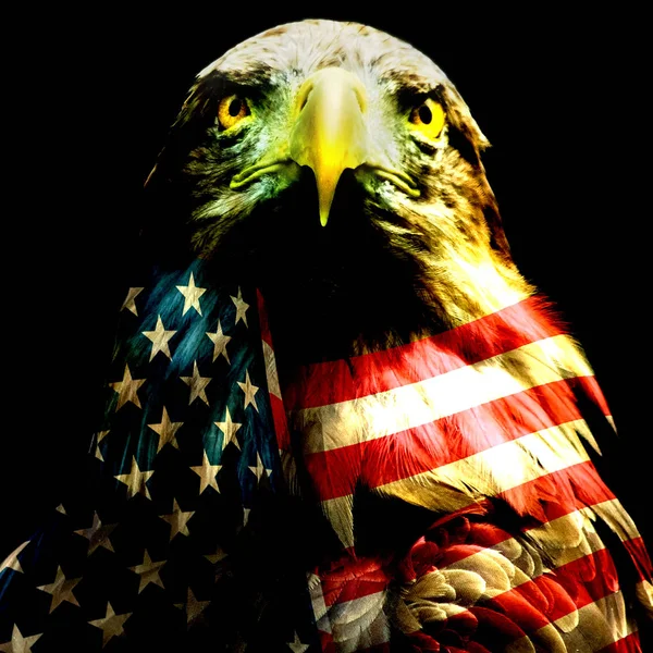 Птица под американским флагом — стоковое фото