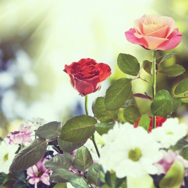 bir bahçe içinde güzel çiçekler yakın çekim