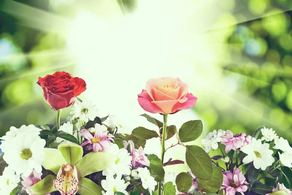 Piękne kwiaty w ogrodzie, z bliska — Zdjęcie stockowe