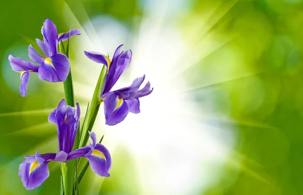 Image de belles fleurs dans le gros plan du jardin — Photo