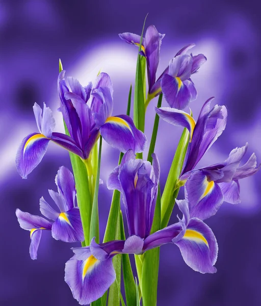 Obrázek krásné květiny close-up — Stock fotografie