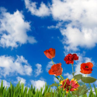 Bahçede güzel çiçek yakın çekim