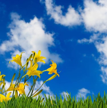 görüntü güzel çiçek Bahçe yakın çekim