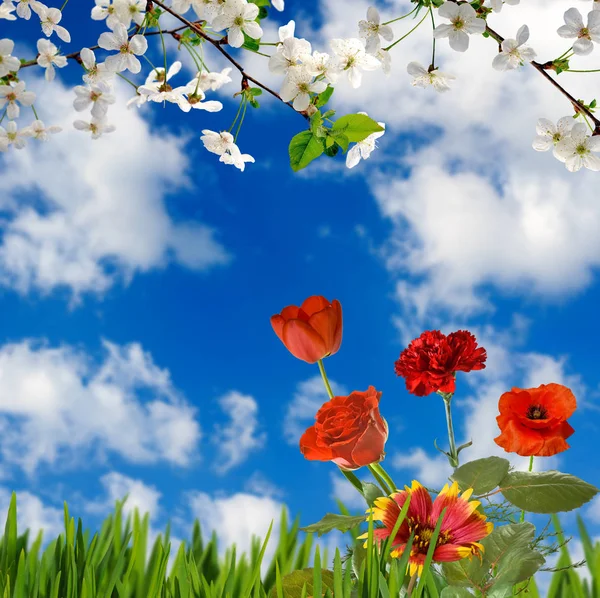 Зображення красивих квітів в саду крупним планом — стокове фото