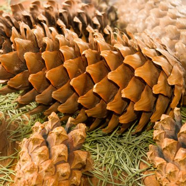 koni yakın çekim görüntüsü