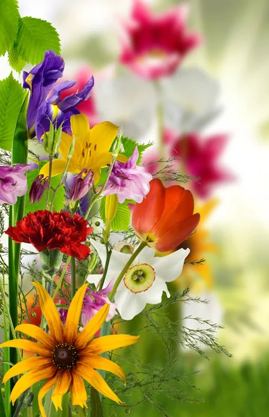 Букет квітів в саду — стокове фото