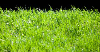 çim Bahçe closeup görüntüsünü