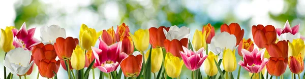 Schöne Tulpenblumen im Garten Bild von Gras im Garten aus nächster Nähe — Stockfoto