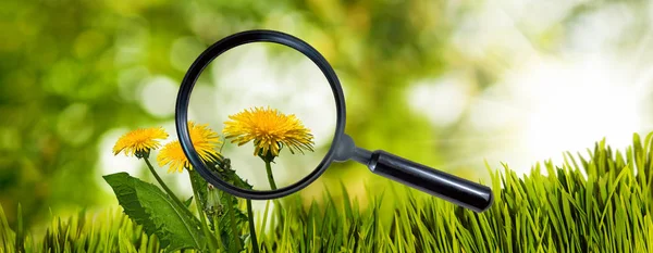 Magnifier near the flower of a dandelion in the garden — Stock Photo, Image