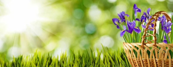 Piękne kwiaty w koszu w trawie na zielonym tle — Zdjęcie stockowe