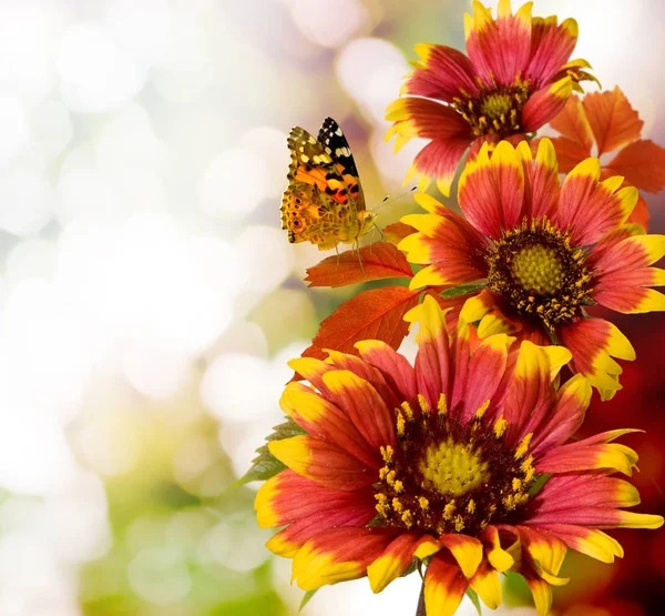 Bouquet festivo di fiori in giardino — Foto Stock