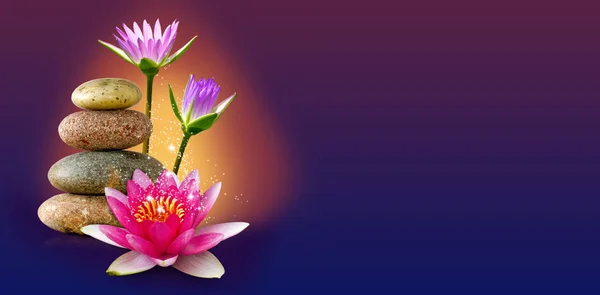 Obrázek aplikace lotus flower a kameny closeup — Stock fotografie