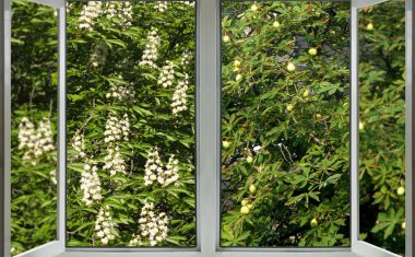 çiçekli ağaç görünümüyle penceresini açın