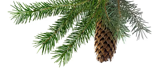 Image of fir branches with a cone on a white background — Stock Photo, Image