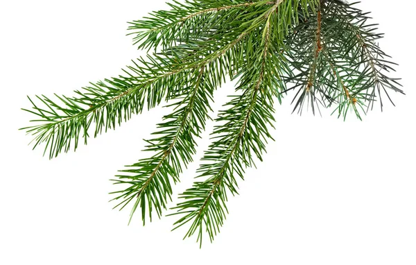 Image of spruce branches on a white background — Stock Photo, Image