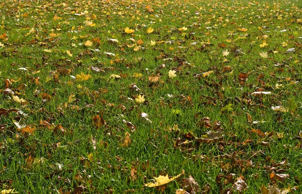 Feuilles d'automne dans le parc sur l'herbe — Photo