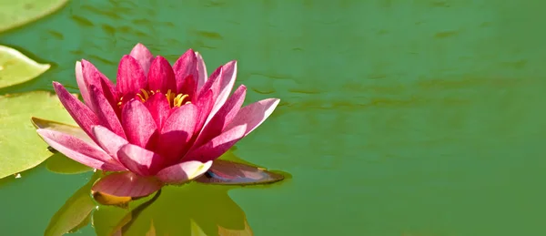 Image of a beautiful lotus flower — Stock Photo, Image