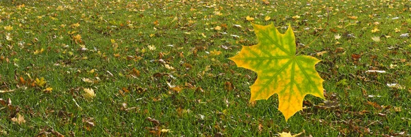 Hoja de otoño cayendo en el parque sobre la hierba —  Fotos de Stock