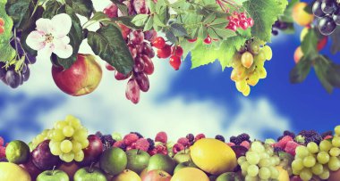 Bir sürü meyvenin yakın görüntüsü..