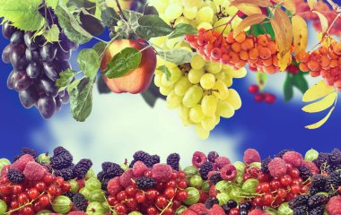 Bir sürü meyvenin yakın görüntüsü..