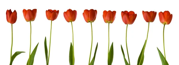 Ізольоване Зображення Красивих Квітів Тюльпанів Крупним Планом — стокове фото