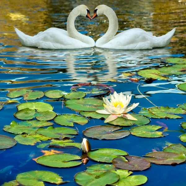 Imagem Dois Cisnes Uma Flor Lótus Água — Fotografia de Stock