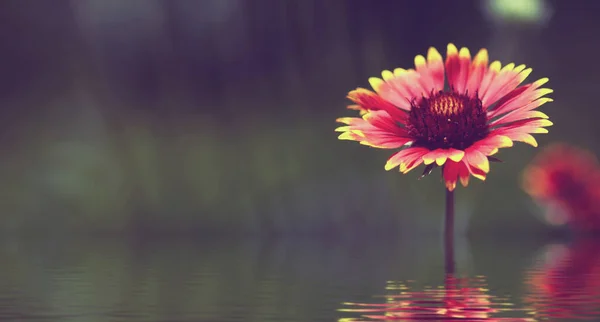 Imagen Una Hermosa Flor Sobre Agua Imagen Tonificada — Foto de Stock