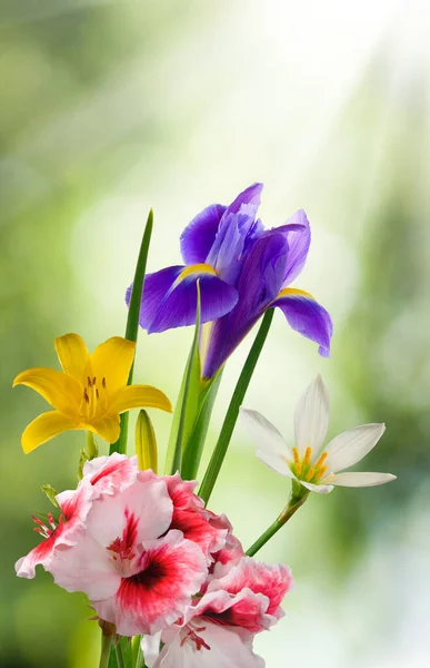 Obrázek Krásné Květiny Zahradě Slunci Pozadí — Stock fotografie