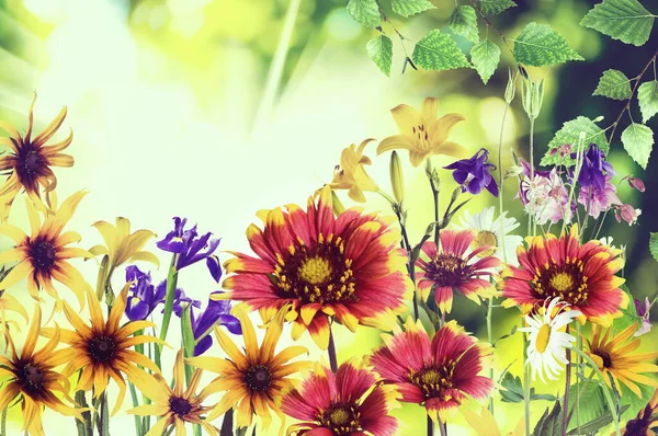 Bild Von Vielen Blumen Garten Der Nähe — Stockfoto