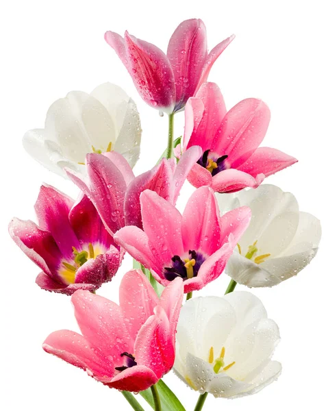 Güzel lale çiçeklerinin izole edilmiş görüntüsü — Stok fotoğraf