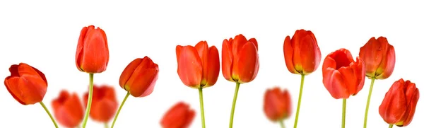 Izolovaný obraz krásné tulipánové květy — Stock fotografie