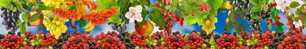 Beeld van veel fruit close-up — Stockfoto