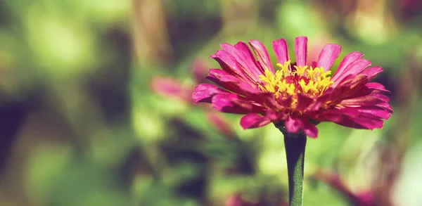 Imagen de una flor roja creciendo en el jardín — Foto de Stock