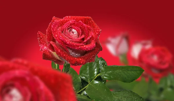 Bild av röda rosor blommor närbild — Stockfoto