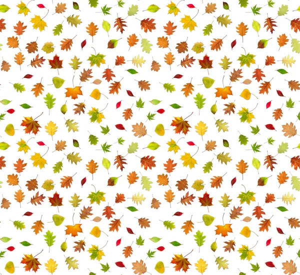 Isoliertes Bild Von Herbstblättern Auf Weißem Hintergrund Nahtloses Bild — Stockfoto