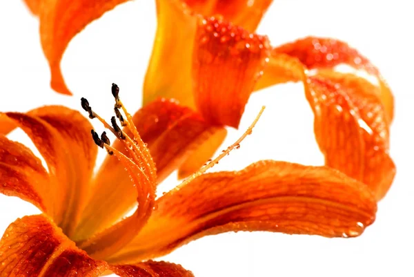 Lilies flower on white background closeup — Stock Photo, Image