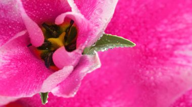 Kırmızı arkaplanda güzel çiçeklerin görüntüsü