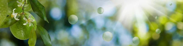 Flowers and fruits of orange and green stylized balls on a beautiful abstract blurred natural background — 스톡 사진