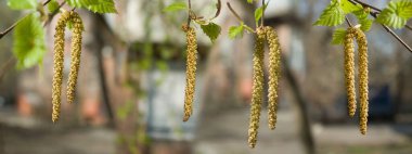 image of birch earrings in the garden