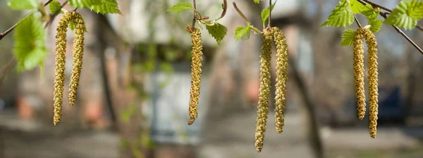 Image of birch earrings in the garden — 图库照片