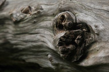  ahşap doku arkaplanı